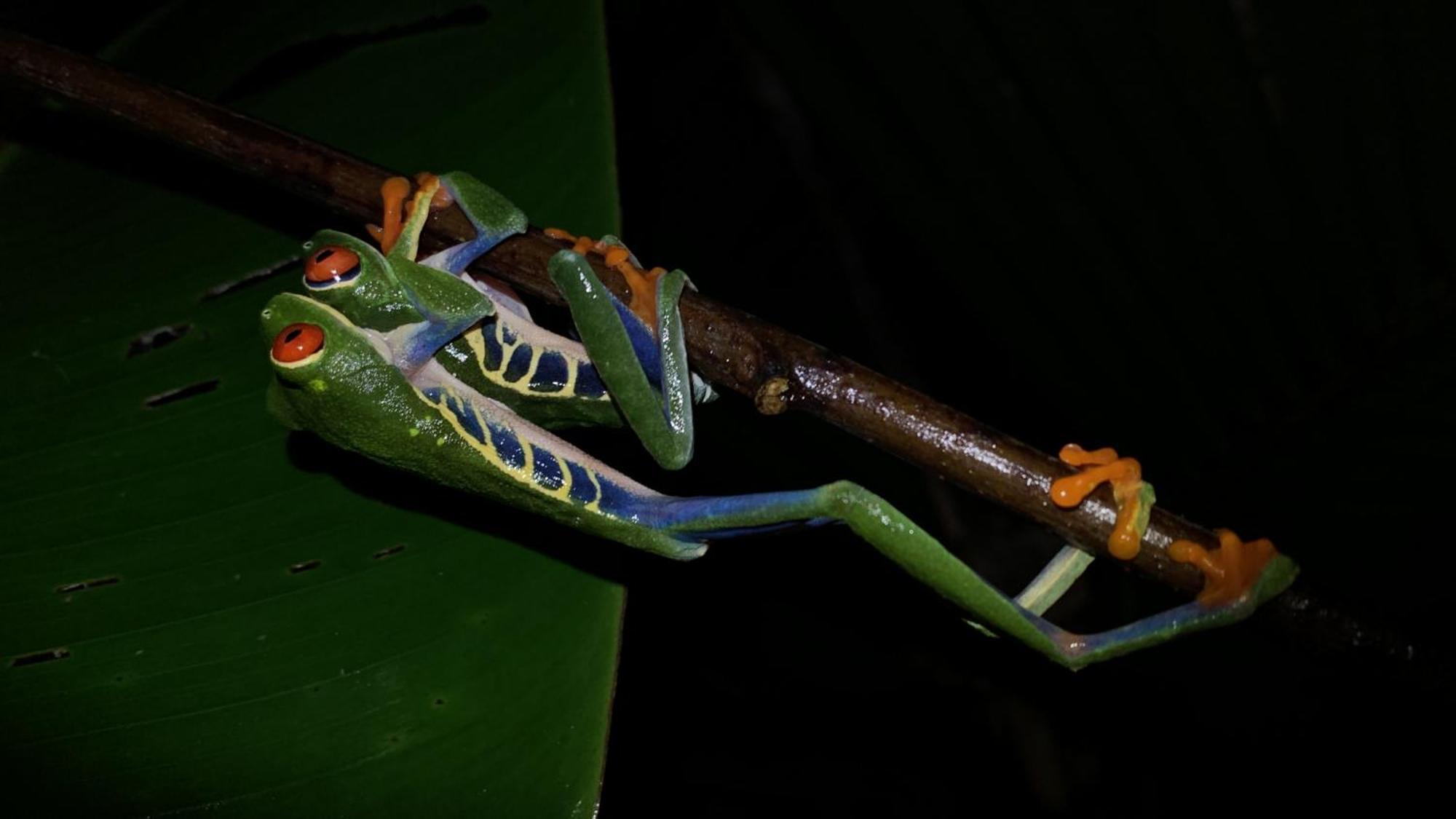Arenal Monara Hotel La Fortuna ภายนอก รูปภาพ